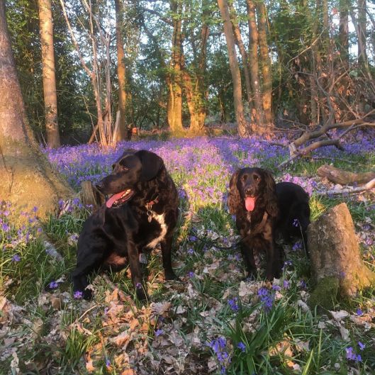 Dogs in the bluebells